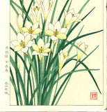 Kawarazaki Shodo - F118 Tamasudare (Zephyranthes candida)  - Free Shipping