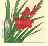 Kawarazaki Shodo - F7 Gladiolous - Free Shipping