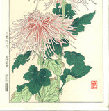 Osuga Yuichi - F180 Kiku (Chrysanthemum) - Free Shipping