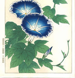 Kawarazaki Shodo - F60 Asagao (Morning glory) - Free Shipping