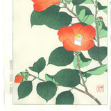 Kawarazaki Shodo - F50 Tsubaki (Japanese Camellia)  - Free Shipping