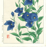 Osuga Yuichi - F179  Kikyo (Japanese bellflower) - Free Shipping