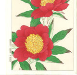 Kawarazaki Shodo - F12 Shakuyaku ( Peony) - Free Shipping