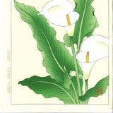 Kawarazaki Shodo - F138 Kaiu (Calla lily ) - Free Shipping