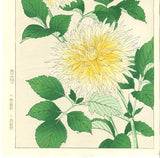 Kawarazaki Shodo - F42 Dahlia - Free Shipping