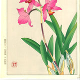 Kawarazaki Shodo - F104 Cymbidium - Free Shipping
