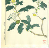 Kuzuhara Teru - F152  Ocha　お茶　 (Tea plant) -  Free Shipping
