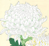 Kawarazaki Shodo - F33 Shiragiku (White chrysanthemum) - Free Shipping