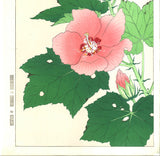 Kawarazaki Shodo - F083 Fuyo (Confederate rose) - Free Shipping