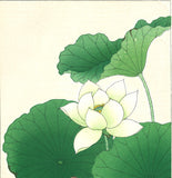 Kawarazaki Shodo - F58 Hakuren (White Lotus)  - Free Shipping