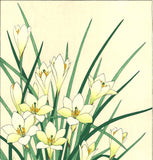 Kawarazaki Shodo - F118 Tamasudare (Zephyranthes candida)  - Free Shipping