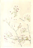 Kawarazaki Shodo - F019 Sakura (Cherry Blossoms)