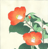 Kawarazaki Shodo - F50 Tsubaki (Japanese Camellia)  - Free Shipping