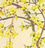 Kawarazaki Shodo - F95 Rengyo (Forsythia) - Free Shipping