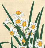 Kawarazaki Shodo - F116 Suisen (Narcissus)  - Free Shipping