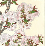 Kawarazaki Shodo - F018 Yae Zakura (Sakura) - (Double Cherry) - Free Shipping