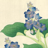 Kawarazaki Shodo - F125 Mizuaoi (Water hyacinth)  - Free Shipping