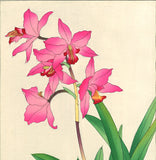 Kawarazaki Shodo - F104 Cymbidium - Free Shipping