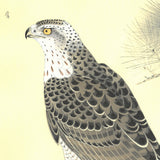 Fukuda Suiko - Taka (Hawk) - Free Shipping