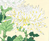 Kawarazaki Shodo - F33 Shiragiku (White chrysanthemum) - Free Shipping