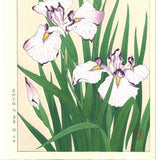 Kawarazaki Shodo - F2 Hanashobu (Japanese Iris) - Free Shipping