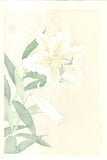 Kawarazaki Shodo - Yama Yuri (Japanese Lily)  - Free Shipping
