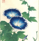 Kawarazaki Shodo - F60 Asagao (Morning glory) - Free Shipping