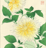 Kawarazaki Shodo - F42 Dahlia - Free Shipping