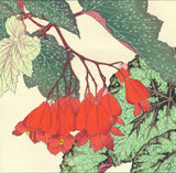 Tanigami Konan (1879~1928) -  Begonia - Free Shipping　　