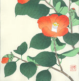 Kawarazaki Shodo - F50 Tsubaki (Japanese Camellia)  - Free Shipping