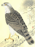 Fukuda Suiko - Taka (Hawk) - Free Shipping