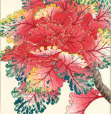 Kawarazaki Shodo - F128 Habotan (Ornamental Cabbage) - Free Shipping