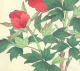 Kawarazaki Shodo - F11 Botan ( Peony) - Free Shipping