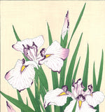 Kawarazaki Shodo - F2 Hanashobu (Japanese Iris) - Free Shipping