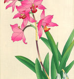 Kawarazaki Shodo - F104 Cymbidium - Free Shipping