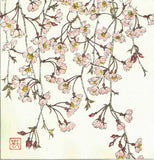 Kuzuhara Teru - F143 Sakura Sakura 　しだれ桜　 (Weeping cherry tree) -  Free Shipping