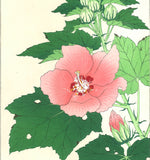 Kawarazaki Shodo - F083 Fuyo (Confederate rose) - Free Shipping