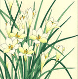 Kawarazaki Shodo - F118 Tamasudare (Zephyranthes candida)  - Free Shipping