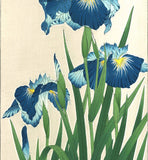 Kawarazaki Shodo - F3 Hanashobu (Japanese Iris) - Free Shipping