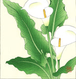 Kawarazaki Shodo - F138 Kaiu (Calla lily ) - Free Shipping