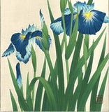 Kawarazaki Shodo - F3 Hanashobu (Japanese Iris) - Free Shipping