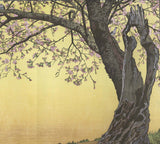 Yoshida Toshi - #017003  Sanbu zaki (Cherry Blossoms) - Free Shipping