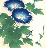 Kawarazaki Shodo - F60 Asagao (Morning glory) - Free Shipping