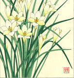 Kawarazaki Shodo - F118 Tamasudare (Zephyranthes candida)  - Free Shipping