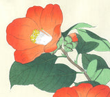 Kawarazaki Shodo - F50 Tsubaki (Japanese Camellia)  - Free Shipping