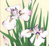 Kawarazaki Shodo - F2 Hanashobu (Japanese Iris) - Free Shipping