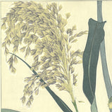 Kuzuhara Teru - F158  Ashi　あし (Reed) -  Free Shipping