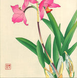Kawarazaki Shodo - F104 Cymbidium - Free Shipping