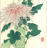 Osuga Yuichi - F180 Kiku (Chrysanthemum) - Free Shipping