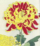 Kawarazaki Shodo - F032 Kiku (Chrysanthemum)  - Free Shipping